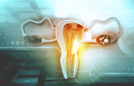 Female ovary anatomy. 3d illustrationの写真素材