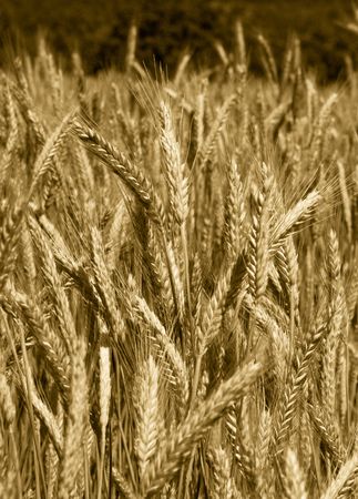 The cereal's field on background of sky from small cloudsの写真素材