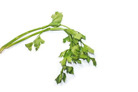 Leaves of fresh tasty celery parsley without root isolated on white background. Fresh celery parsley bunch isolated on white backgroundの写真素材