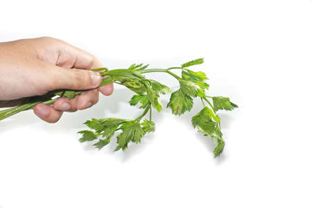 Man holding fresh green celery parsley on white background. Close hand holding bunch celery parsley without root isolated on white backgroundの写真素材