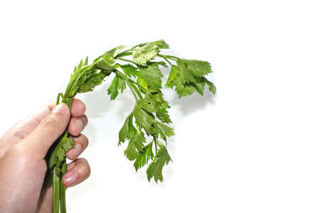 Man holding fresh of tasty green celery parsley on white background. Close hand holding bunch celery parsley without root isolated on white backgroundの写真素材