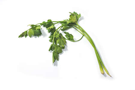 Fresh green celery parsley isolated on white background. Green parsley bunch on white background without rootの写真素材