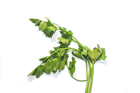 Leaves green celery parsley isolated on white background. Fresh tasty parsley bunch on white backgroundの写真素材