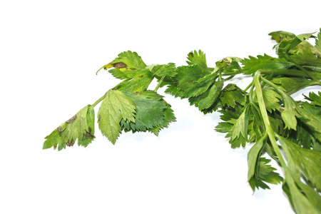 Bunch of fresh green celery parsley isolated on white background. Leaves of fresh tasty celery parsley bunch on white backgroundの写真素材
