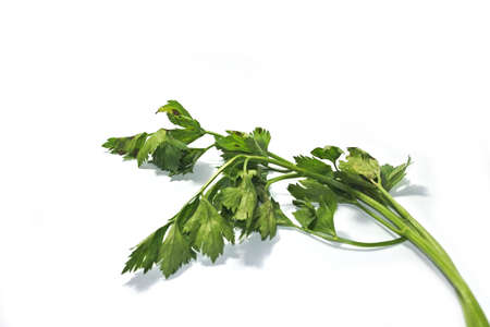 Leaves of fresh celery isolated on white background. Green leaves of fresh tasty parsley on white backgroundの写真素材