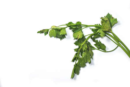 Leaves of fresh tasty celery parsley without root on white background. Green leaves of fresh tasty parsley isolated on white backgroundの写真素材