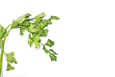 Leaves celery parsley isolated on white background. Parsley bunch without root on white backgroundの写真素材