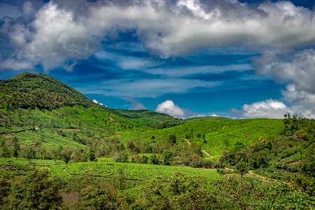 Tea garden hill with low clouds and blue sky at Kerala India. Image is taken from low angle showing the beauty of tea gardens of India.の写真素材
