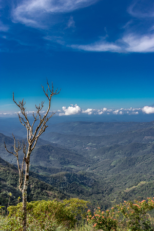 Single Dry tree with lovely blue sky and green hills covered with forests .の写真素材
