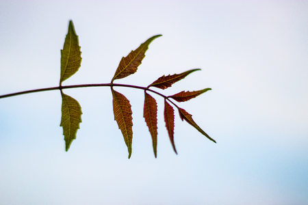 Leaf of neem tree or Azadirachta indica with white sky as backgroundの写真素材