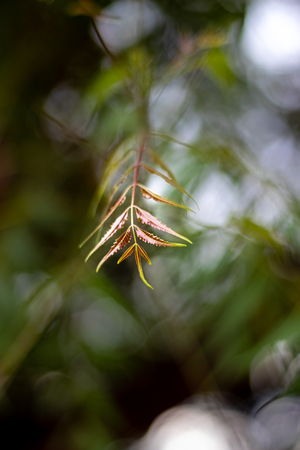 Neem or Azadirachta indica Newly born leaf with blurred backgroundの写真素材