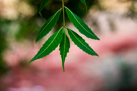 Leaf of neem tree or Azadirachta indica with blured backgroundの写真素材