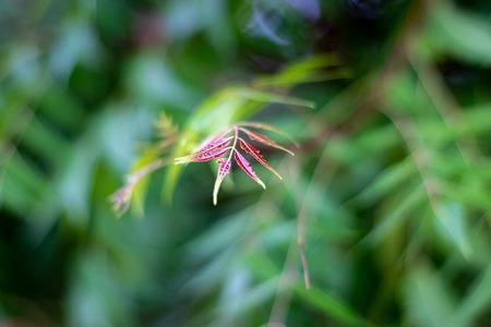 life of tree with newly born leaf gives you the kind act of natureの写真素材