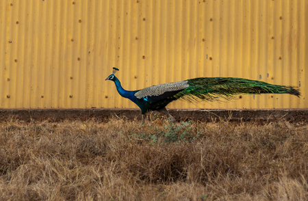 Peacock walking against yellow shade background and bushの写真素材