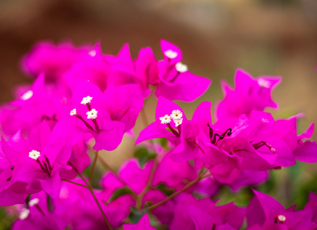 pink flower with fully blurred backgroundの写真素材