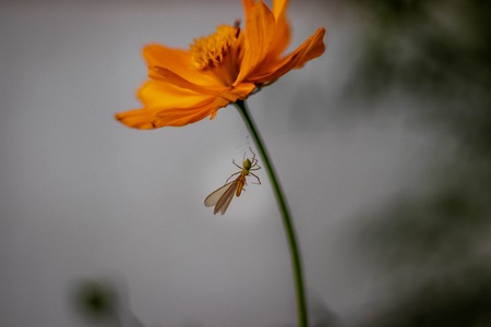 Spider eating one butterfly on trunk of yellow flower with with blurred backgroundの写真素材