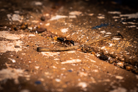 Black ant try to find its food on groundの写真素材