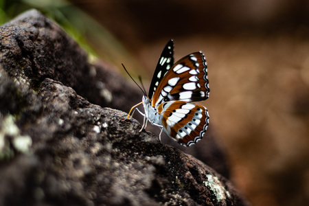 Butterfly closeup shot on rock with blurred backgroundの写真素材