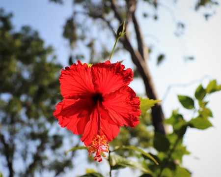 Red Flower with blurred sky backgroundの写真素材