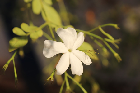 White Flower with blurred green leaf backgroundの写真素材