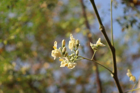 White Flower with blurred sky backgroundの写真素材