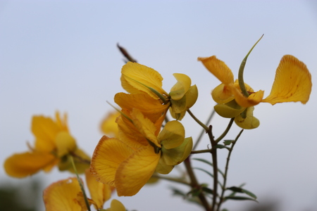 Yellow Flower with blurred white backgroundの写真素材