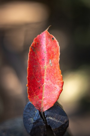 Isolated Red beautiful leaf Showing the colorful nature holding in a woodの写真素材