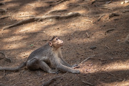 Monkey is looking up in forestの写真素材