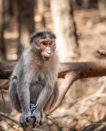 Monkey in the forestの写真素材