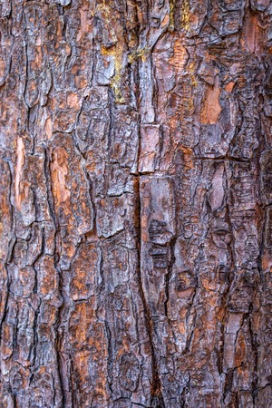 Tree colorful skin in details. Wood art done by nature due to long exposure in different weatherの写真素材