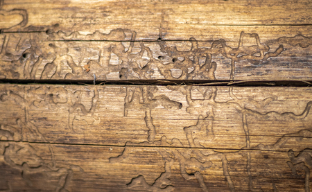 Tree dry skin art pattern with details. Wood art done by nature due to long exposure in different weather.の写真素材