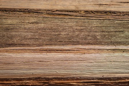 Tree dry skin color pattern. Wood art done by nature due to long exposure in different weather.の写真素材