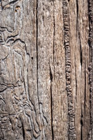 Tree dry skin pattern with details. Wood art done by nature due to long exposure in different weatherの写真素材