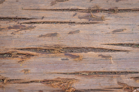 Tree dry skin pattern. Wood art done by nature due to long exposure in different weather.の写真素材