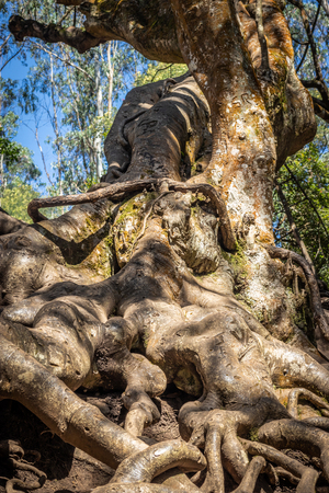 Tree roots deep into the earth Image taken at Kodaikanal tamilnadu India.の写真素材