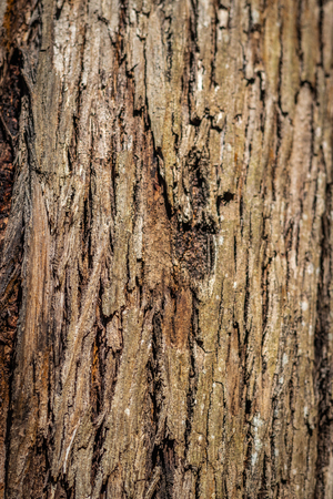 Tree skin broken pattern. Wood art done by nature due to long exposure in different weather.の写真素材