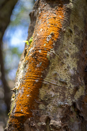 Tree skin color in details. Wood art done by nature due to long exposure in different weather.の写真素材