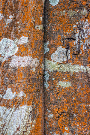 Tree skin color pattern with details. Wood art done by nature due to long exposure in different weather.の写真素材