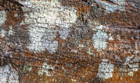 Tree skin color pattern. Wood art done by nature due to long exposure in different weather.の写真素材