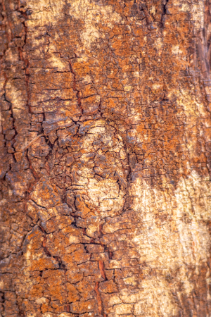 Tree skin red mix color pattern. Wood art done by nature due to long exposure in different weather.の写真素材
