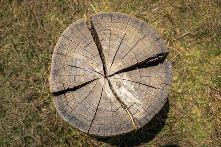 Wood art done by nature due to long exposure in different weatherの写真素材