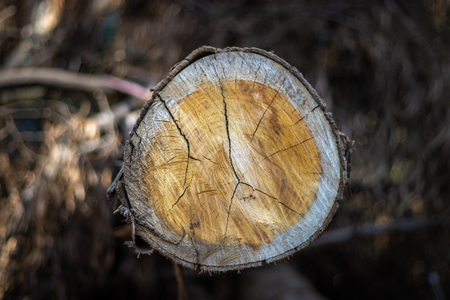Wood Cutting pattern. Wood art done by nature due to long exposure in different weather.の写真素材