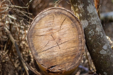 Wood dry art white pattern done by nature. Wood art done by nature due to long exposure in different weather.の写真素材