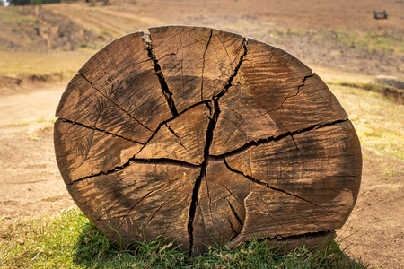 Wood art done by nature due to long exposure in different weatherの写真素材