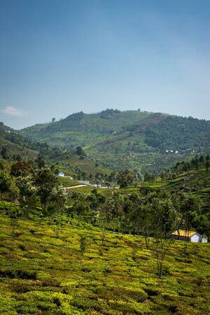 Tea gardens in the foothills of western ghat image take at India. The landscape is amazing with Green tea plantations in rows.の写真素材