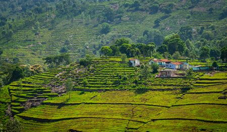 Tea gardens in the foothills of western ghat image take at India. The landscape is amazing with Green tea plantations in rows.の写真素材