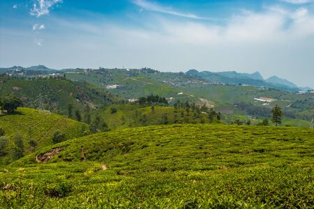 Tea gardens in the foothills of western ghat image take at India. The landscape is amazing with Green tea plantations in rows.の写真素材