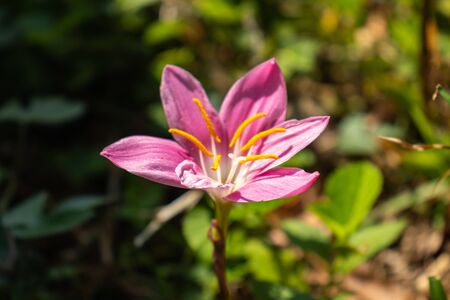 Forest flower in close up with details. It has the nice texture and details showing the beautiful art of the nature.の写真素材