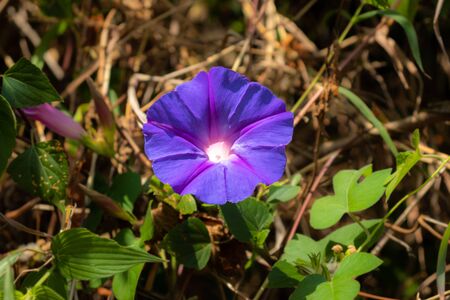 Forest flower in close up with details. It has the nice texture and details showing the beautiful art of the nature.の写真素材