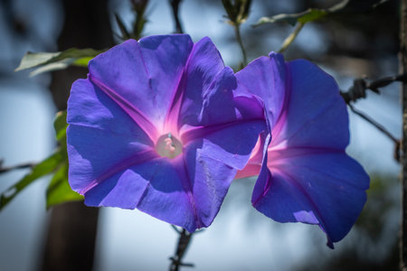 Forest flower in close up with details. It has the nice texture and details showing the beautiful...